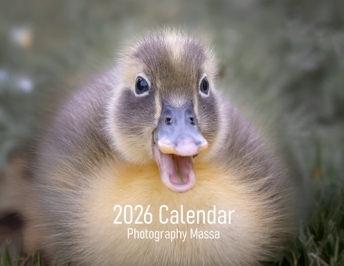 Photography Massa 2026 Calendar