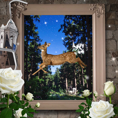 Doe Moon