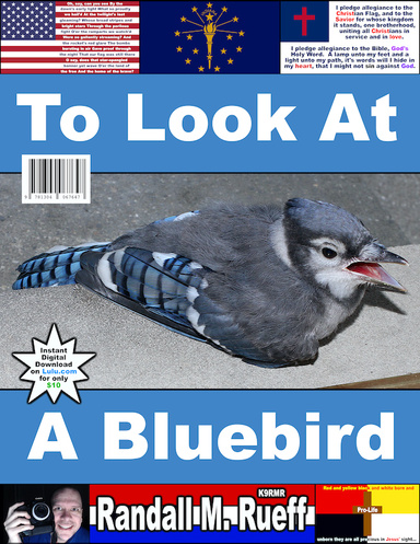 To Look At A Bluebird