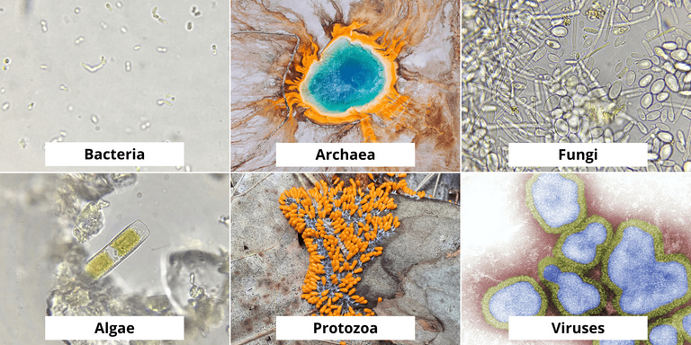 life beyond the microscope