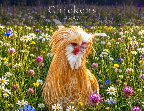 Chickens