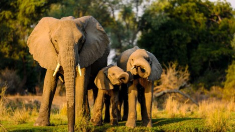 Have you Ever Explored the Enchanting Keoladeo National Park?