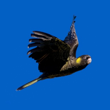Birdlife in Tasmania 2014-2017 Volume 1