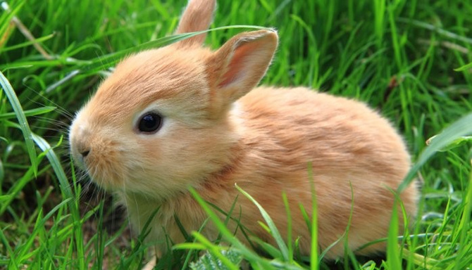 Why do China have Animal Signs