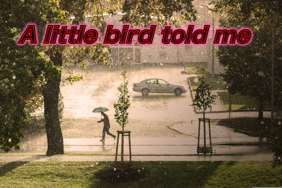 A little bird told me