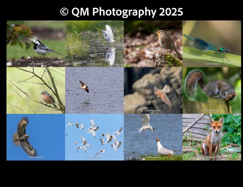 UK Wildlife Calendar 2025