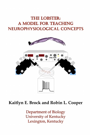 THE LOBSTER: A MODEL FOR TEACHING NEUROPHYSIOLOGICAL CONCEPTS