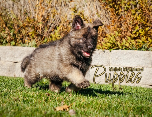 Shiloh Puppies 17th Edition