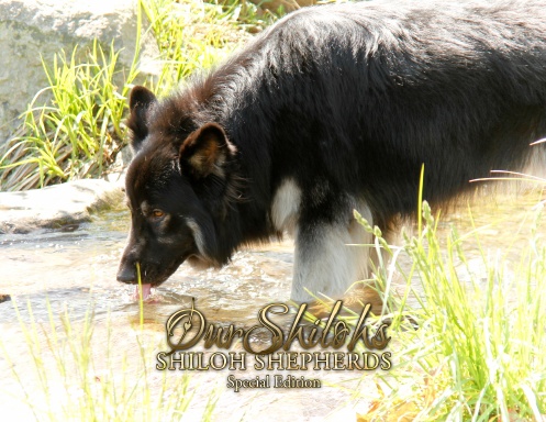 OurShiloh Special Edition v1