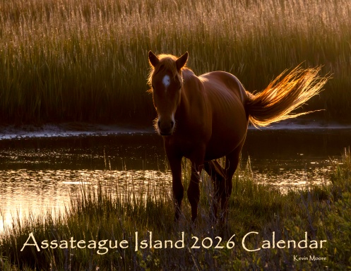 Assateague 2026