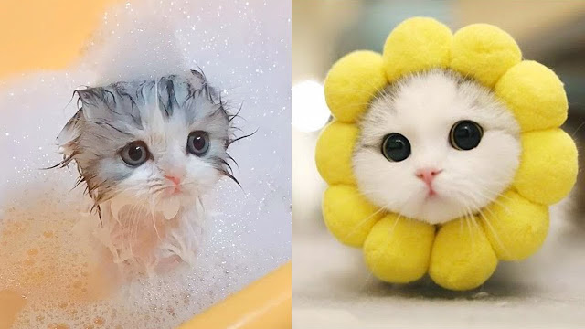 Curb the cat