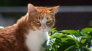 Curb Your cat