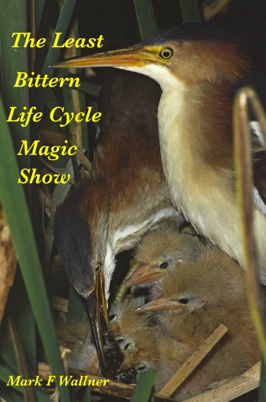 The Least Bittern Life Cycle Magic Show